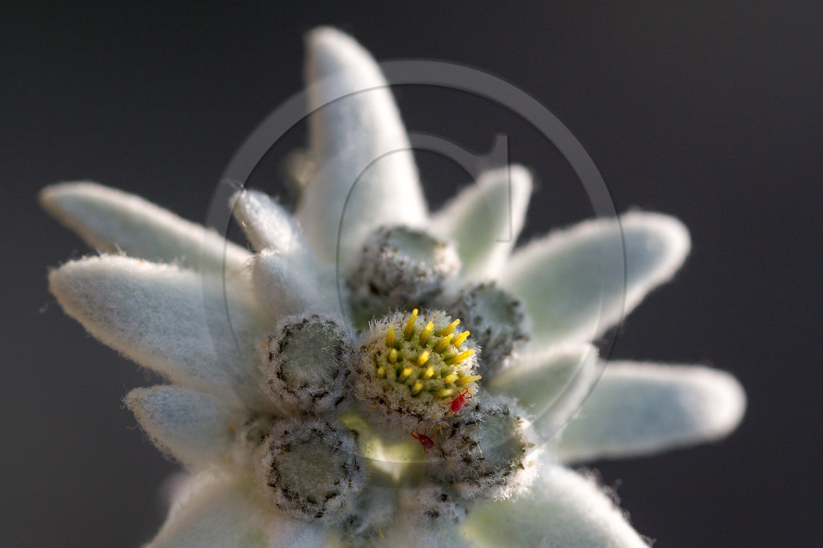 Edelweiss, Leontopodium alpinum