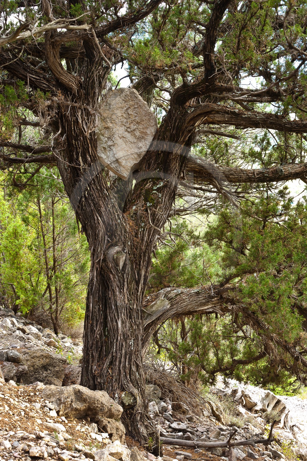 Thurifaie de St Crépin