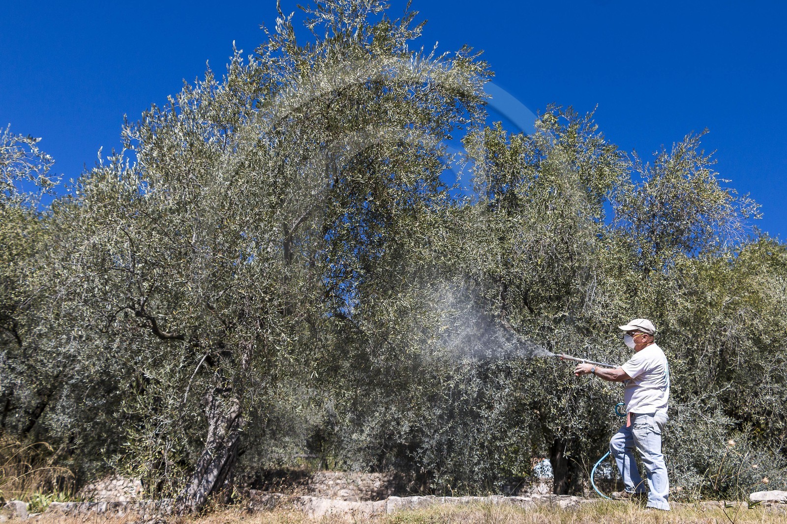 Spéracèdes, Campagne du Virat, Claude Martin, oléicultrice