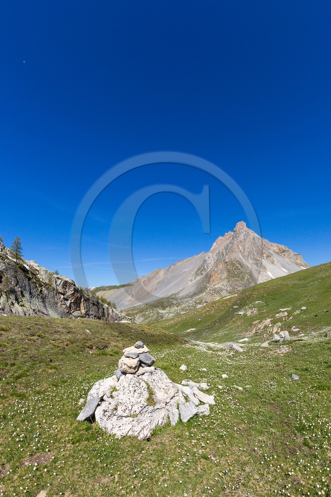 Vallon de l'Orrenaye, renoncule de Kupfer et le Bec du Lièvre