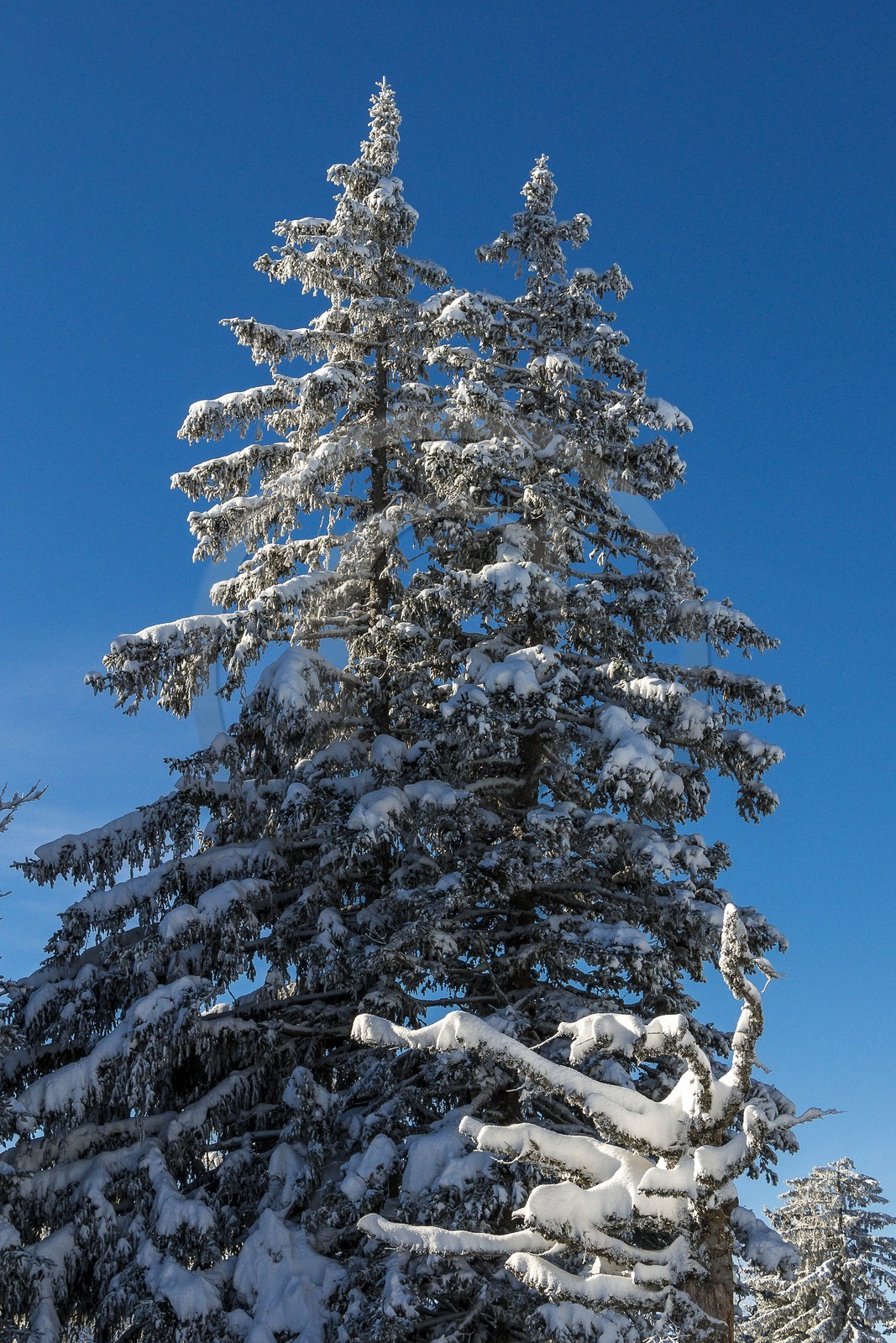ENS de l'Isère, Plateau de la Molière et du Sornin