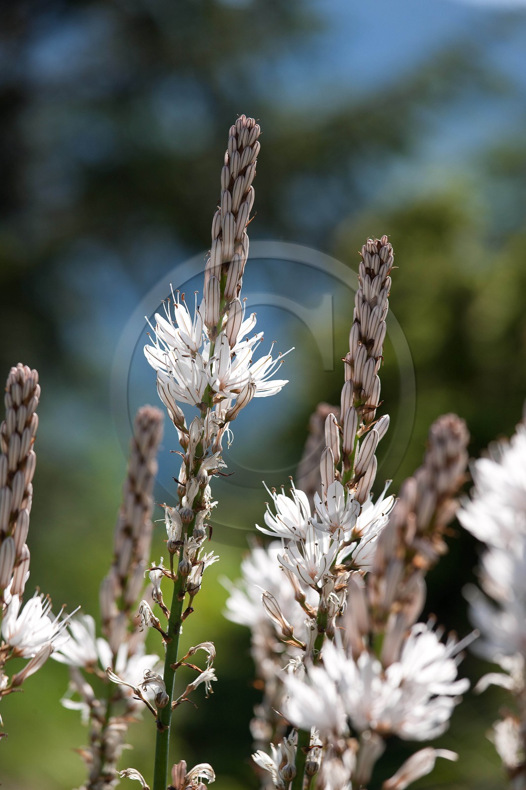 Asphodèle blanc, Asphodelus albus