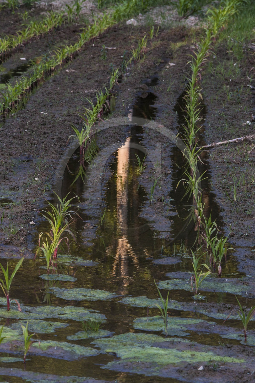 ENS de l'Isère, Prairies inondables de Pont-Évêque