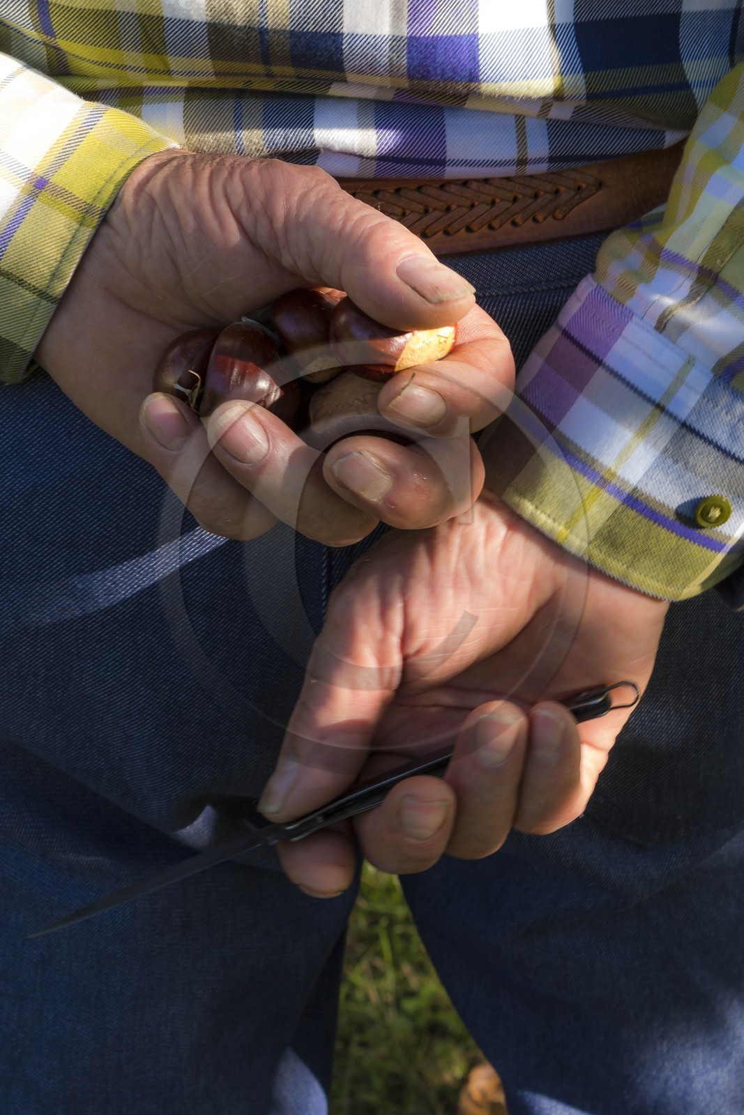 Valdeblore, Saint-Dalmas, chataigneraie de Monsieur Morino