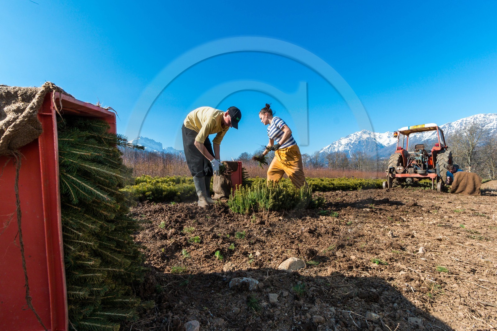 Pépinière Robin, producteur de sapin de Noël