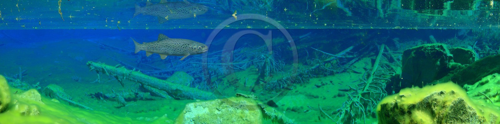 Lac Vert, vallée Etroite