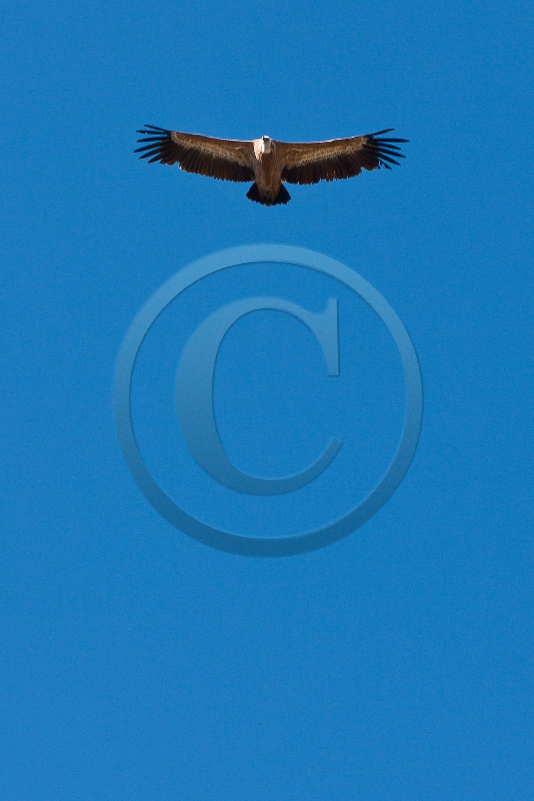 Vautour fauve, Gyps fulvus