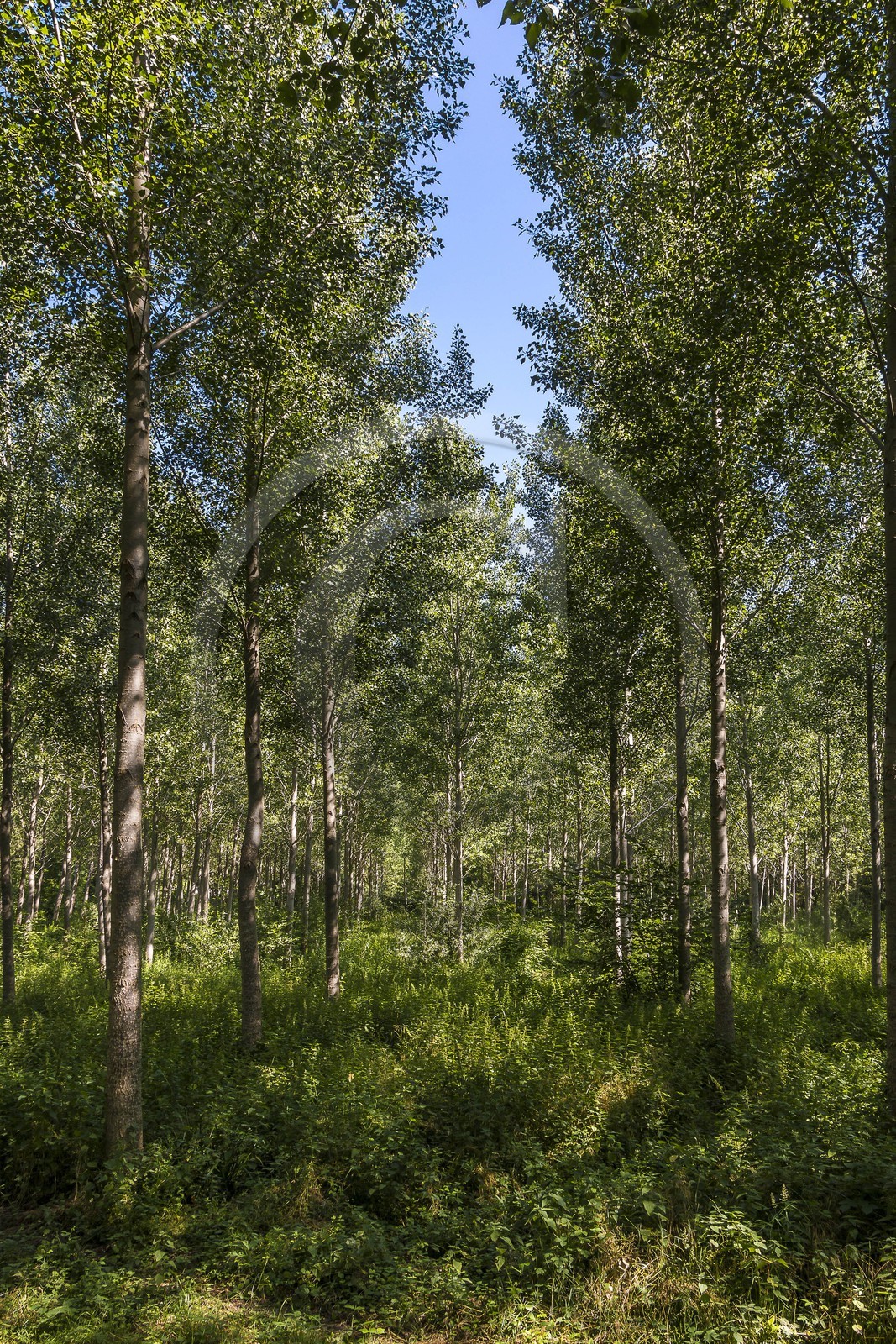 ENS de l'Isère, Prairies inondables de Pont-Évêque