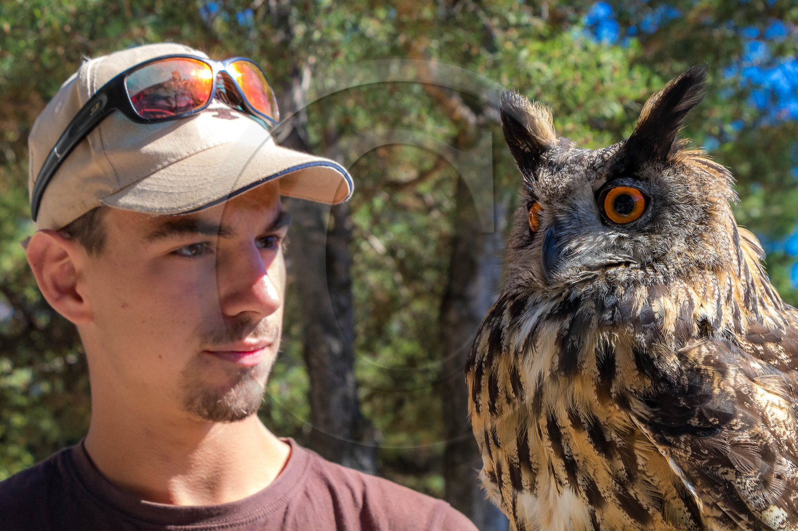 Parc animalier de Serre-Ponçon, Hibou grand-duc, Bubo bubo