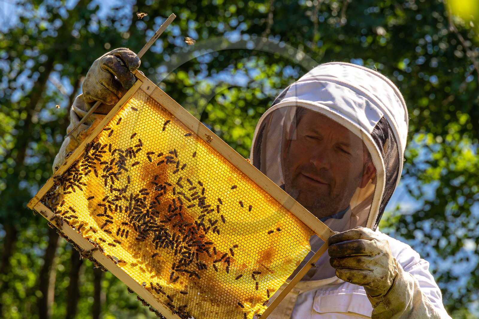 Jean-Jacques Daubert - Apiculteur