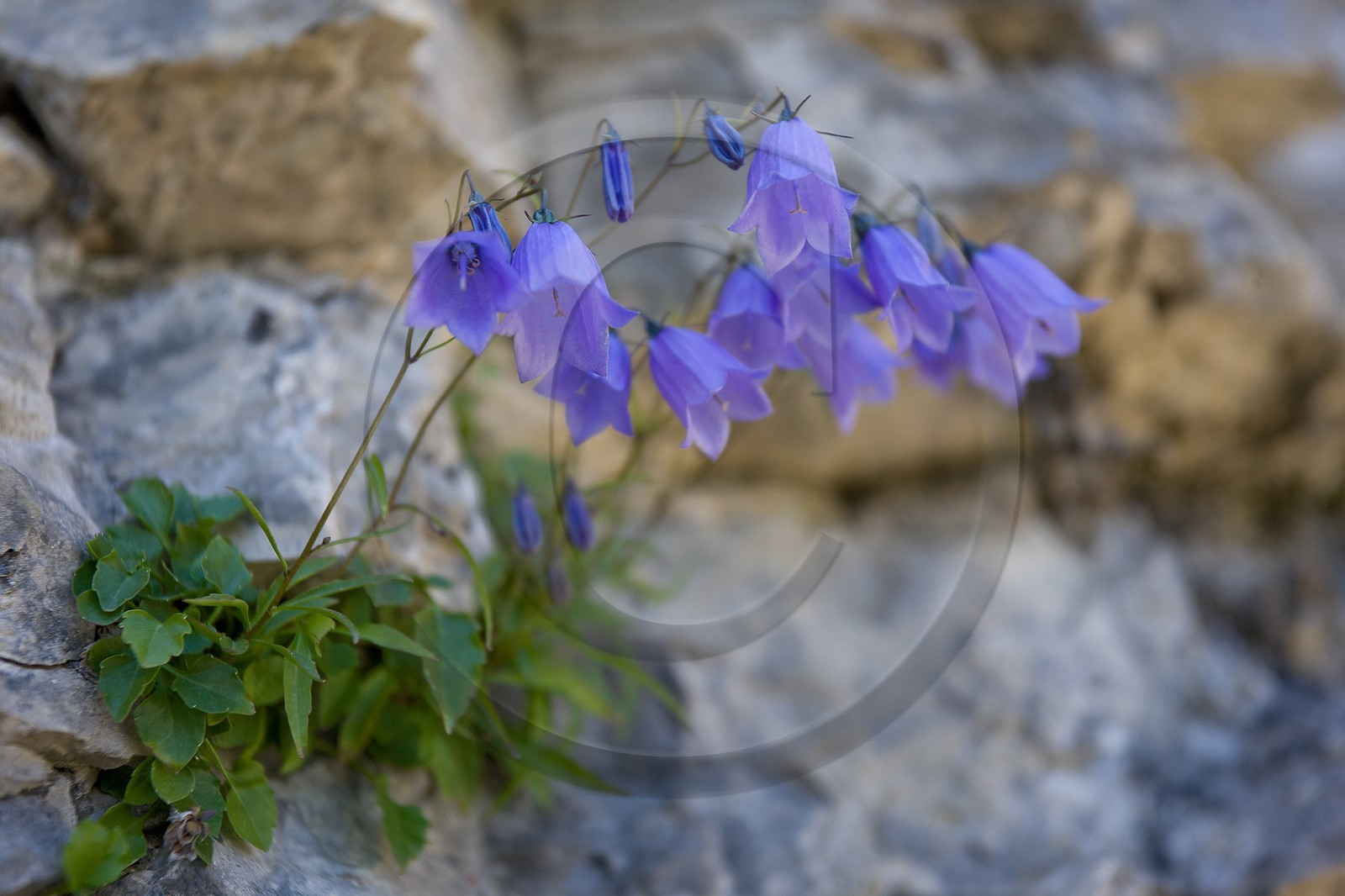Campanule à feuilles de Cochléaire, Campanula cochleariifolia