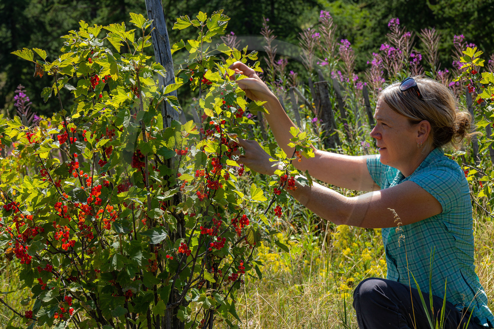 Les cueillettes du Lauzet