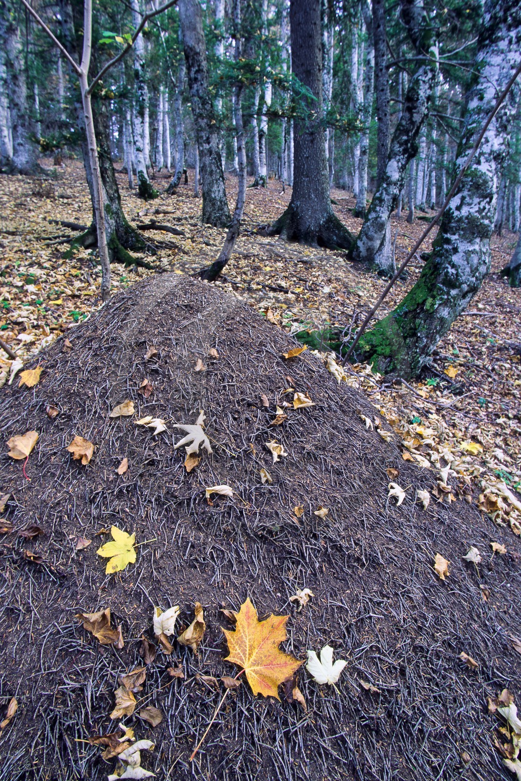 Bois du Chapitre, Fourmillère