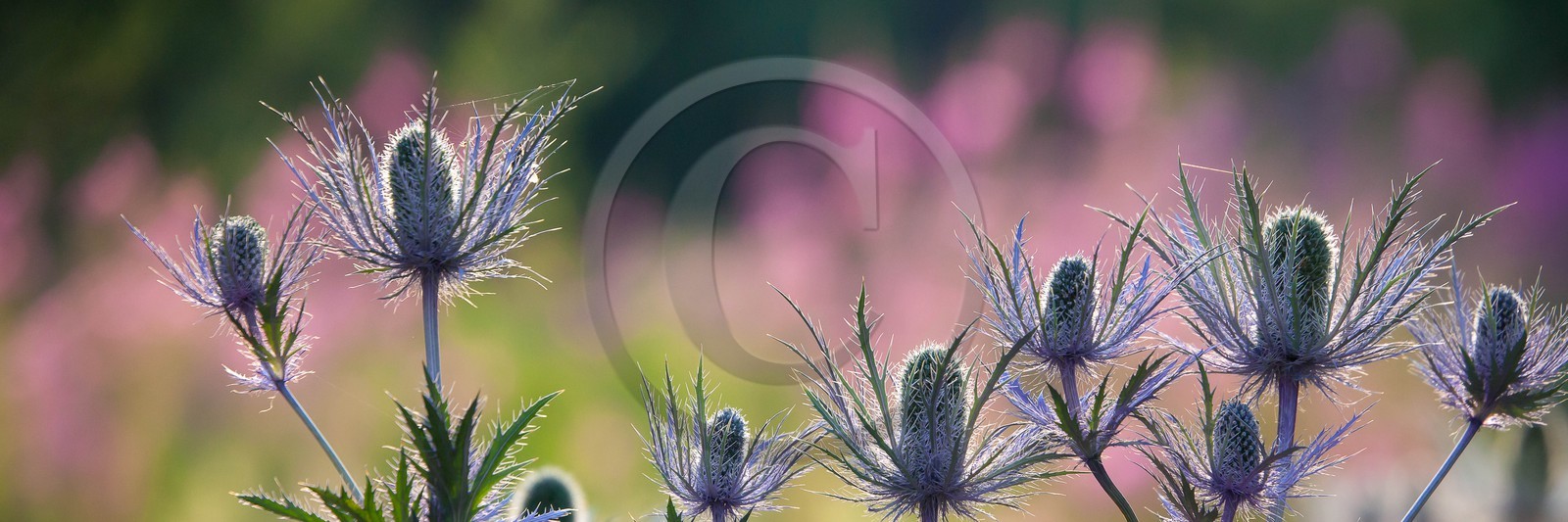 Chardon Bleu, Panicaut des Alpes, Eryngium alpinum