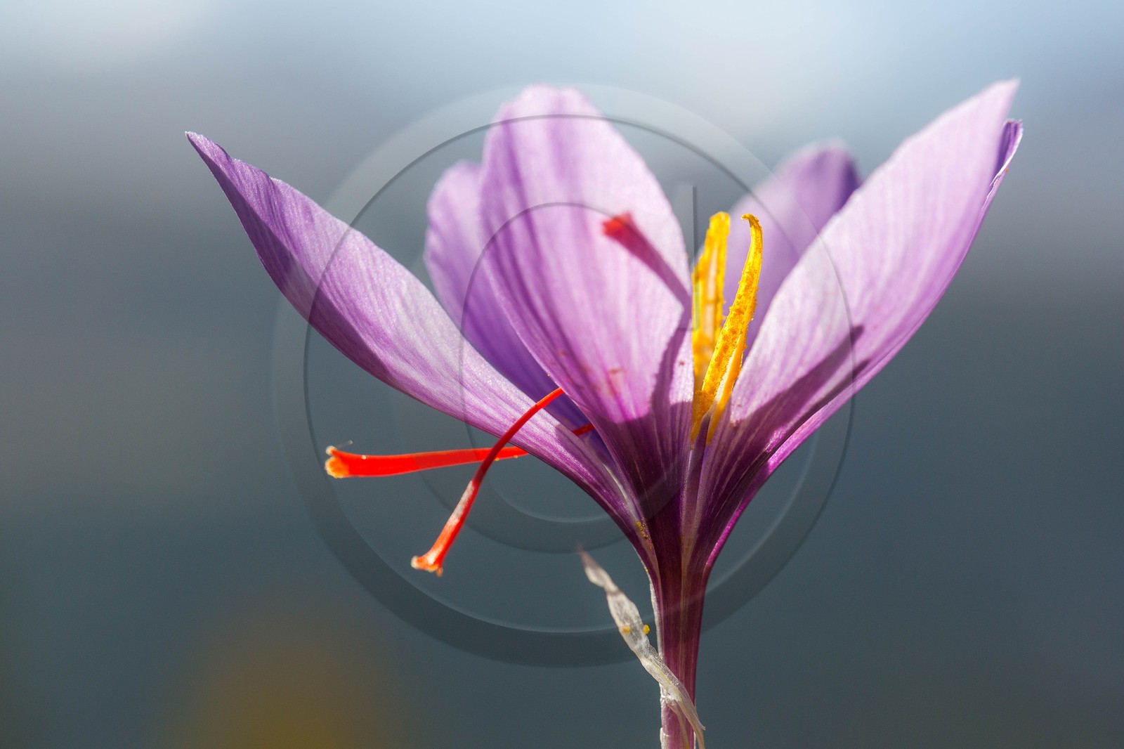 safran, le crocus sativus