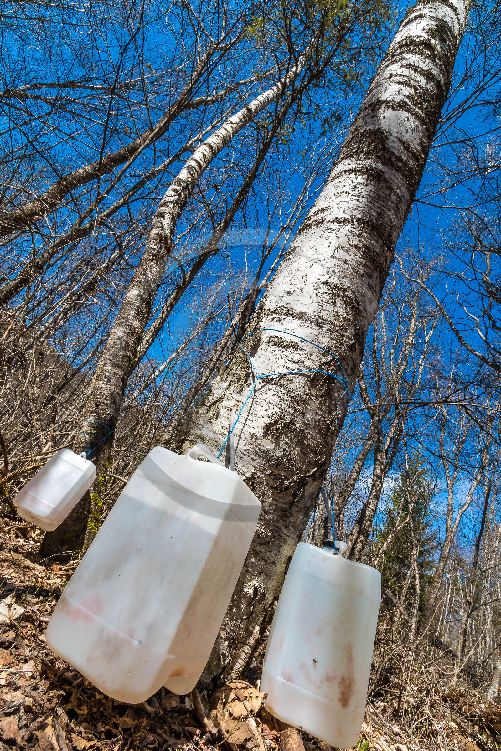 Récolte de sève de bouleau