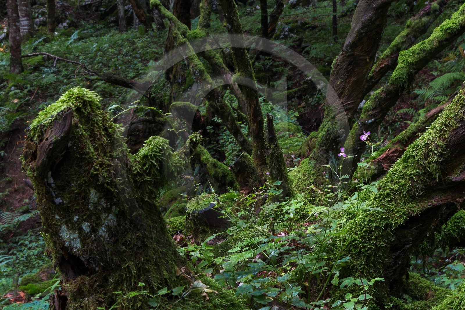 ENS de l'Isère, Les Ecouges