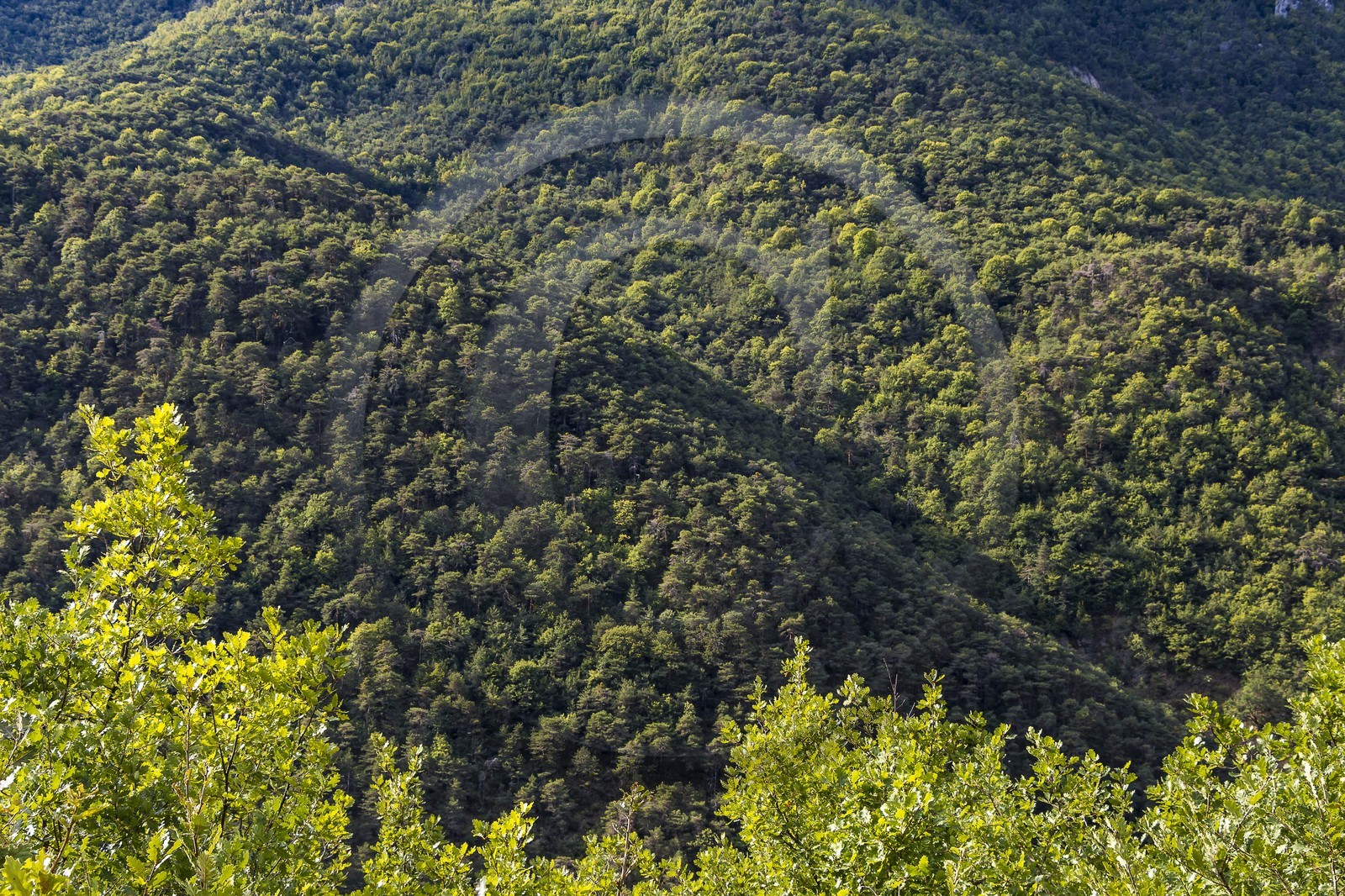 Sigale, forêt domaniale du Cheiron