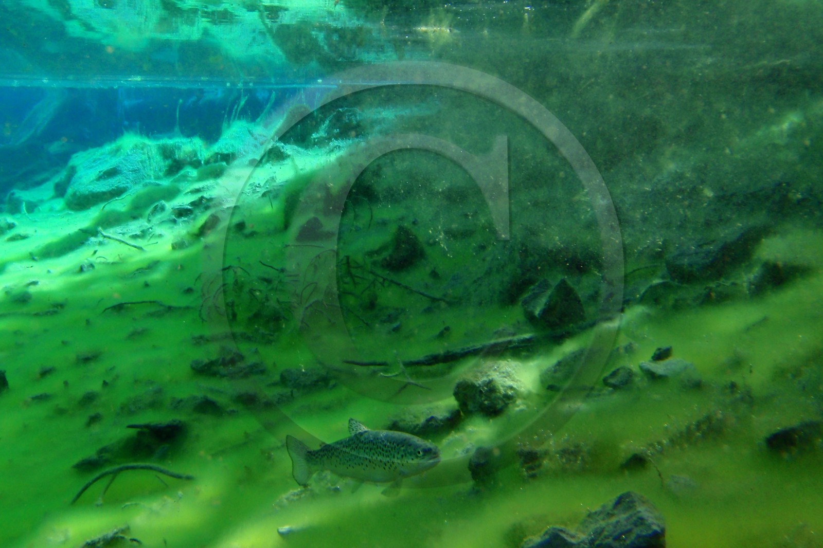 Lac Vert, vallée Etroite