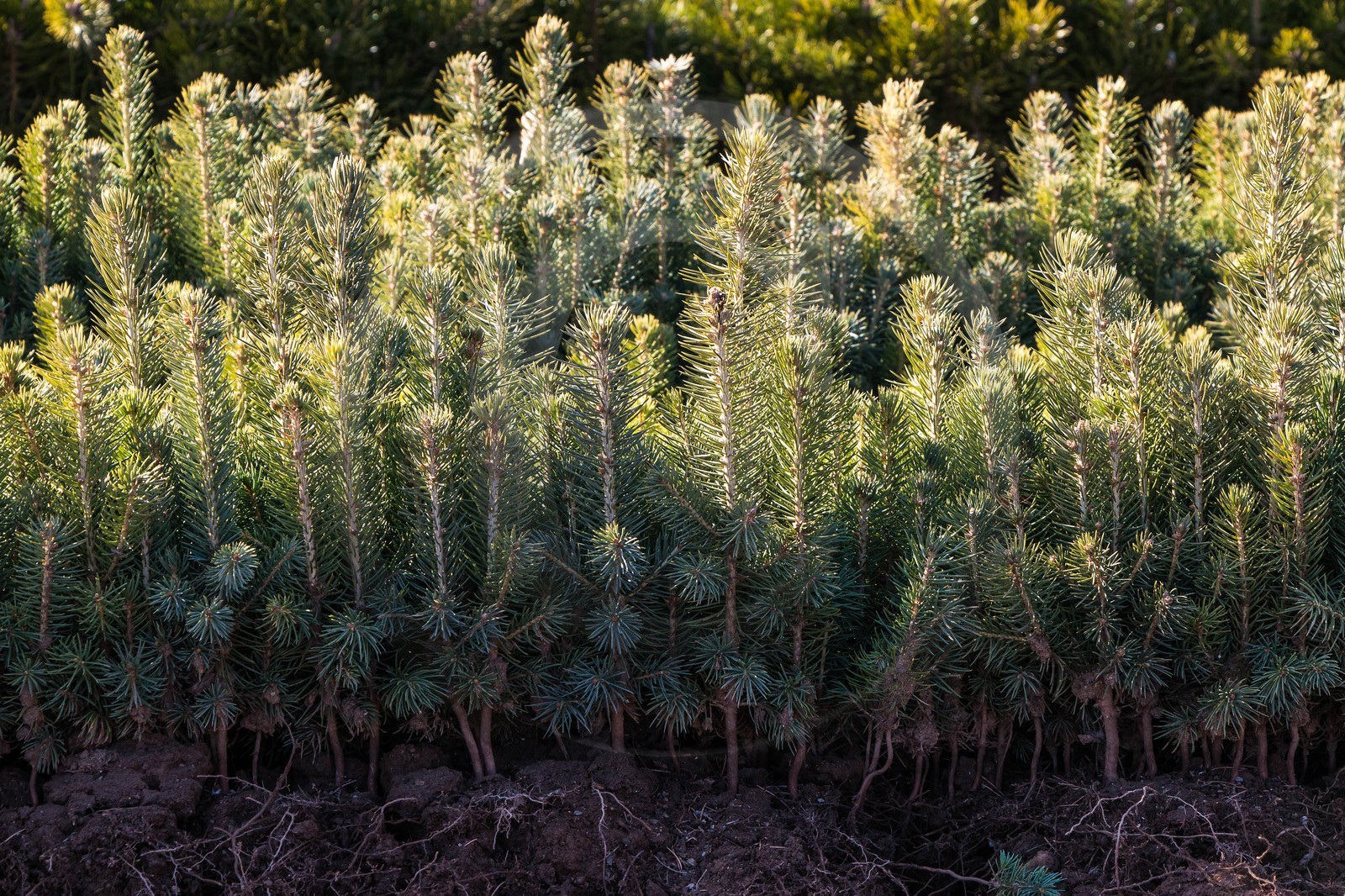 Pépinière Robin, producteur de sapin de Noël