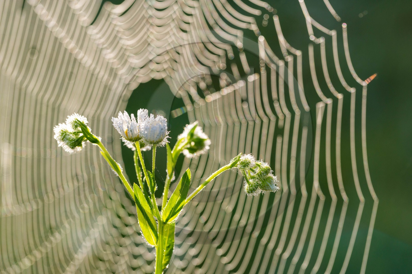 ENS de l'Isère, étang de Mai