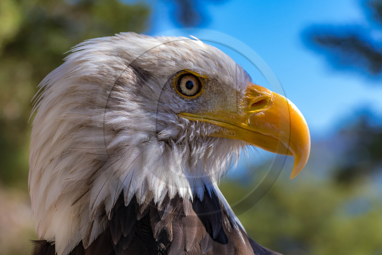 Parc animalier de Serre-Ponçon, Pygargue à tête blanche, Haliaeetus leucocephalus
