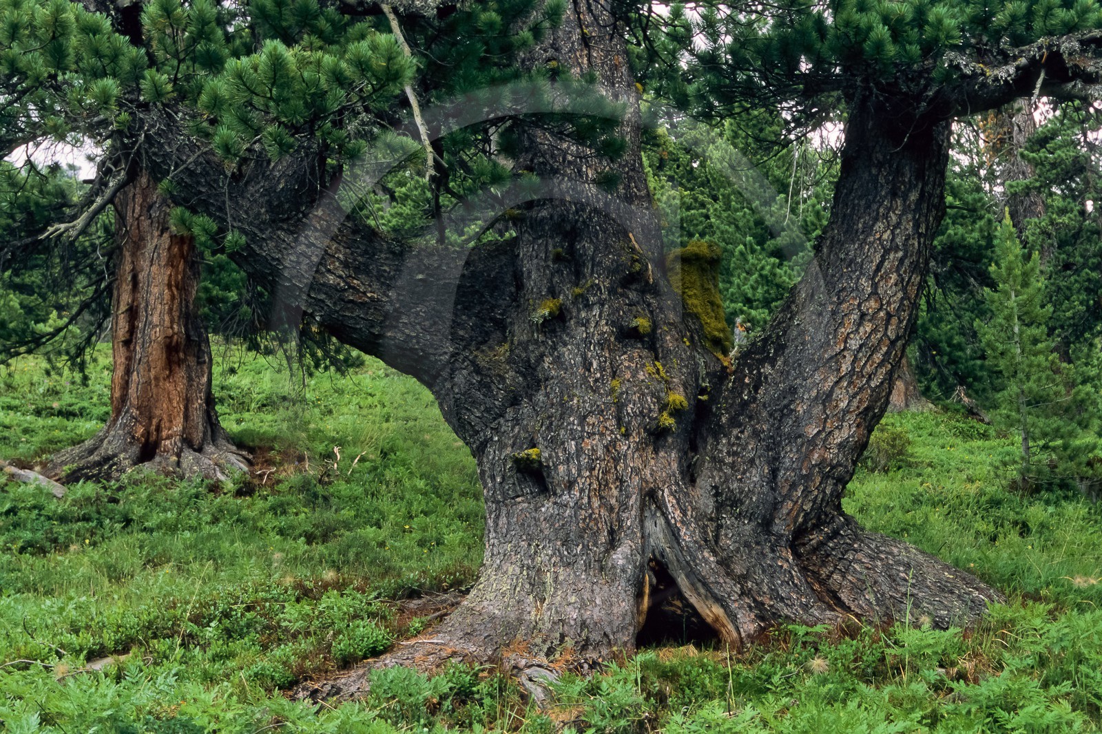 Bois des Ayes, Pin cembro