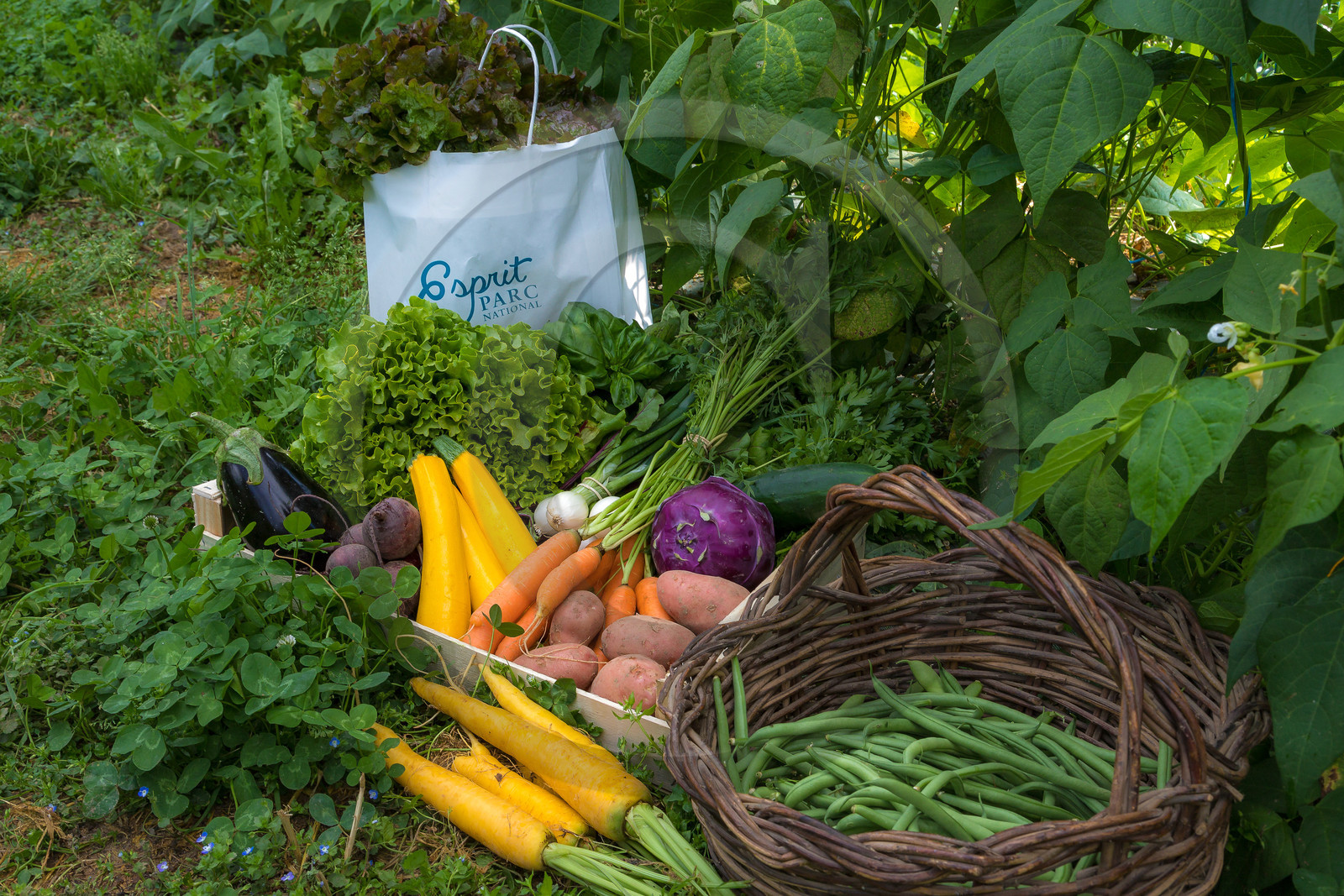 LéguMontagne, Sylvie Jaussaud et  Bertille Gieu, Maraîchères bio